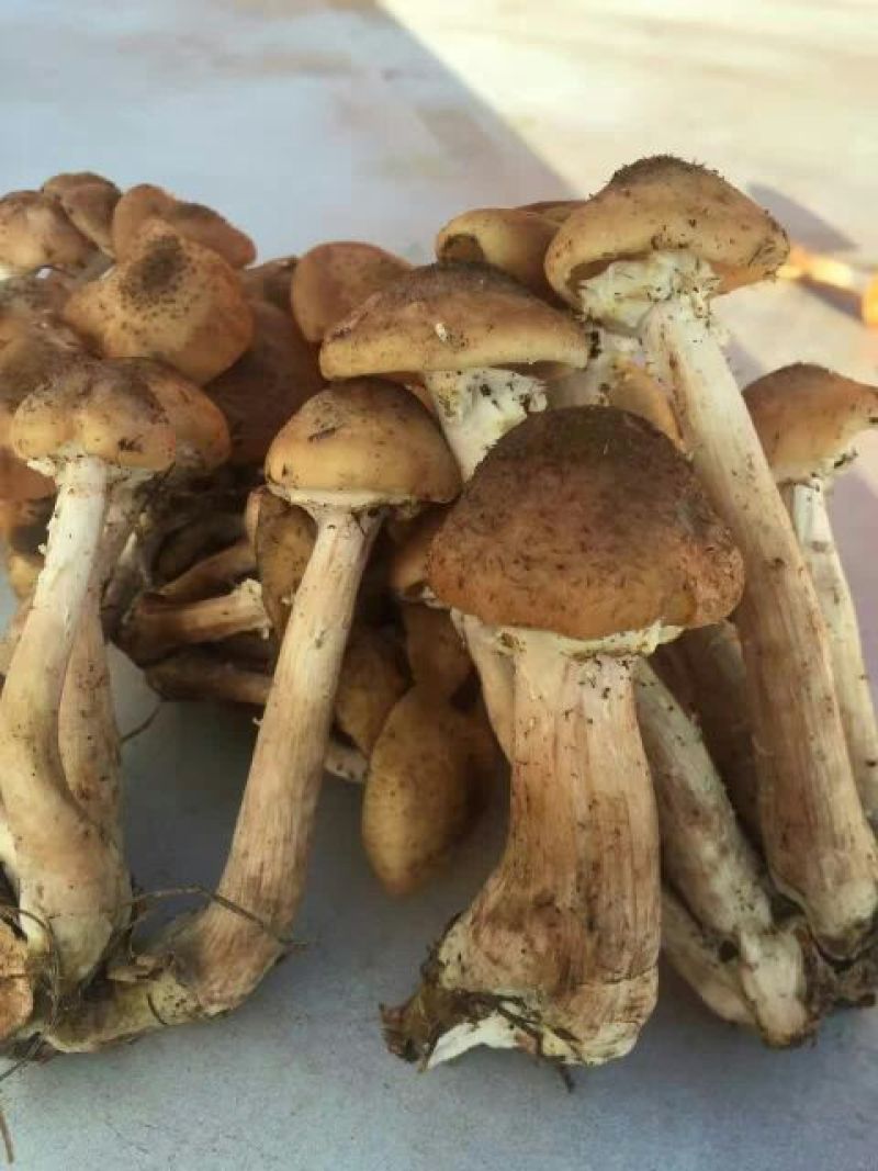 树秋菌特级