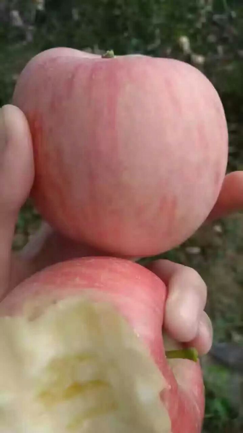 冰糖心苹果70mm以上膜袋