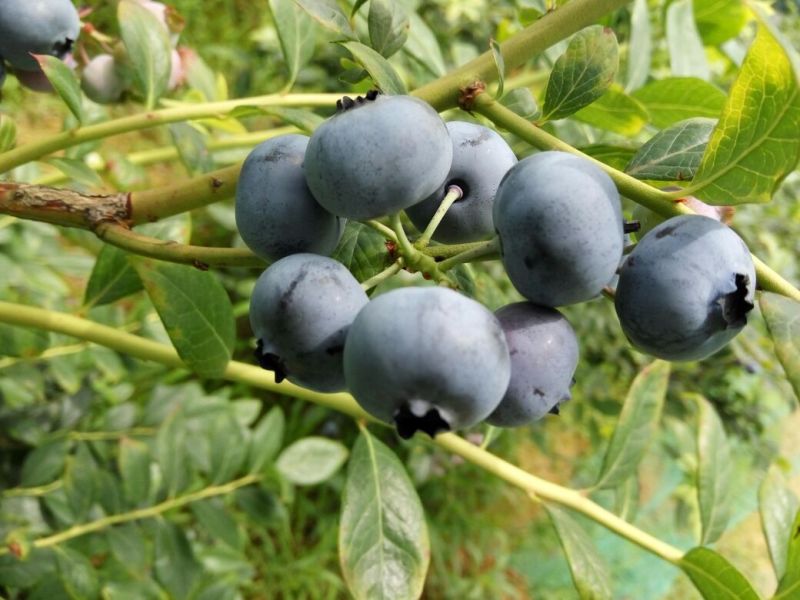 蓝莓8~10mm以上