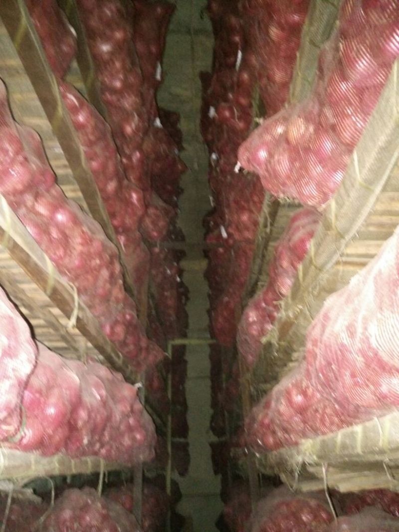 红皮洋葱5~8厘米