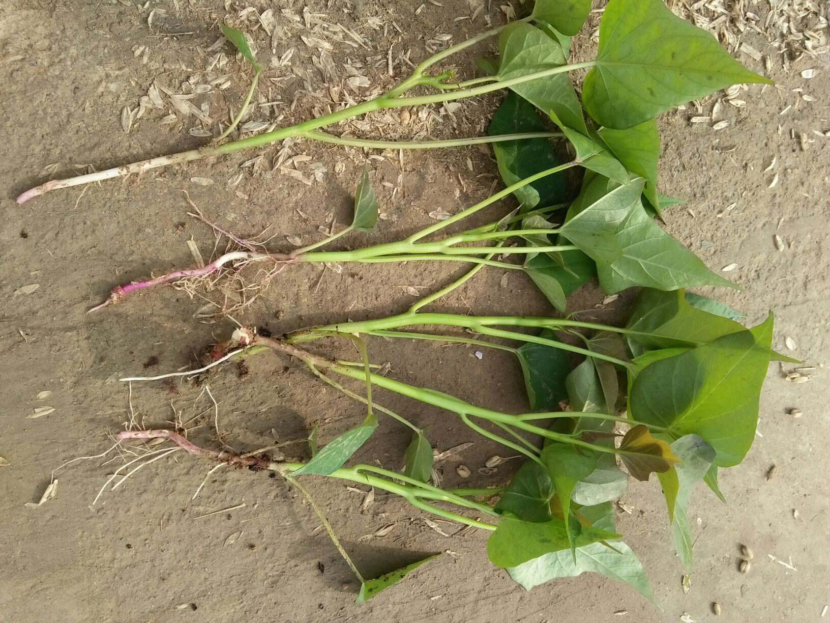 安徽宿州市泗县商薯19红薯苗 15~25cm批发_