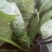 大叶菠菜20~25厘米