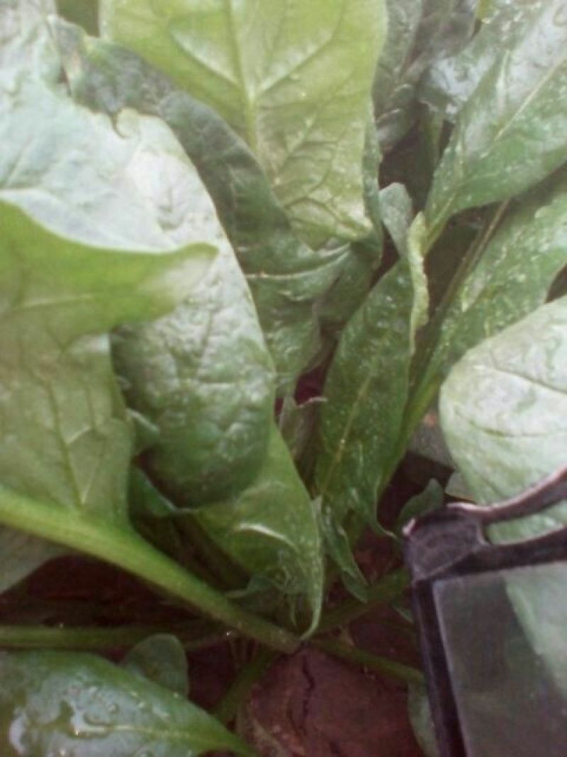 大叶菠菜20~25厘米