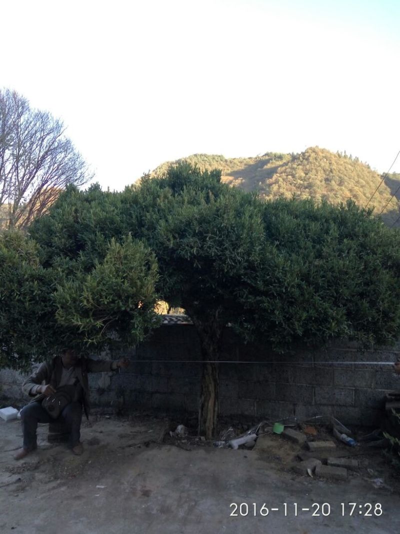 黄杨树桩15~20cm