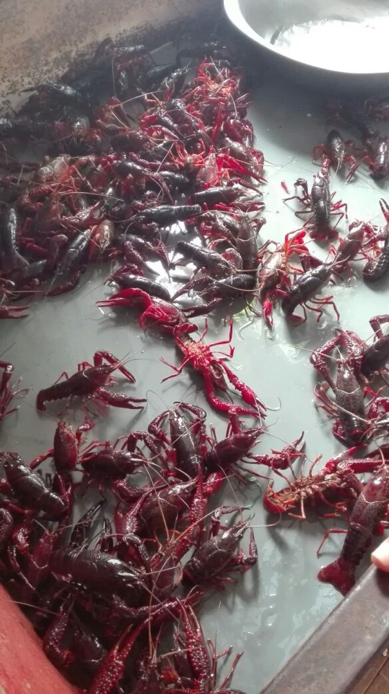 小龙虾食用活虾1两