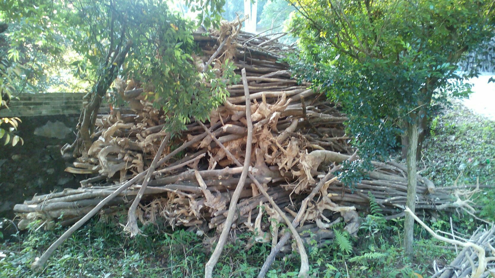 广东肇庆市德庆县三叉苦批发_徐振星供应_一亩田农业网