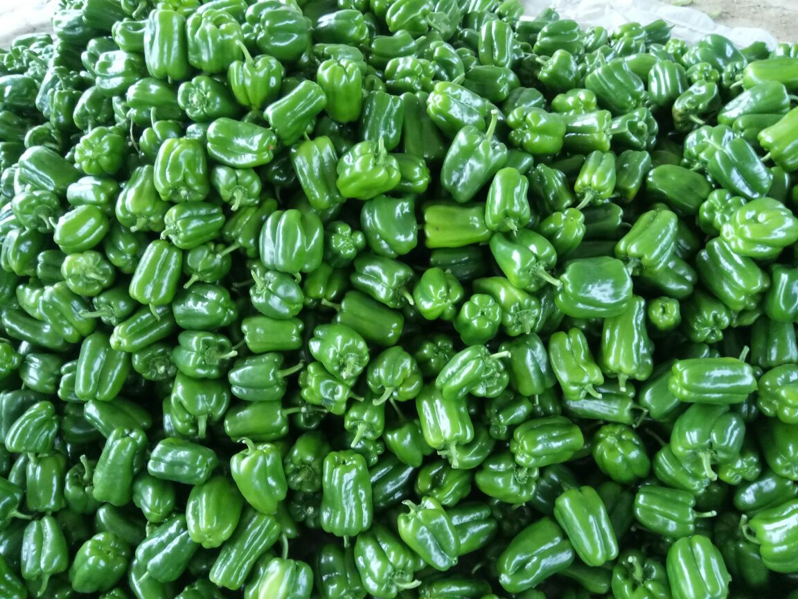 山东聊城市莘县圆椒 2cm以上批发_李新国供应