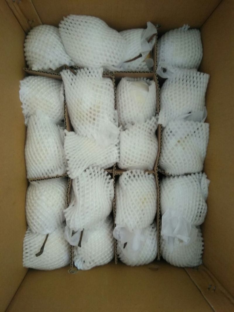 皇冠梨550~600g纸袋