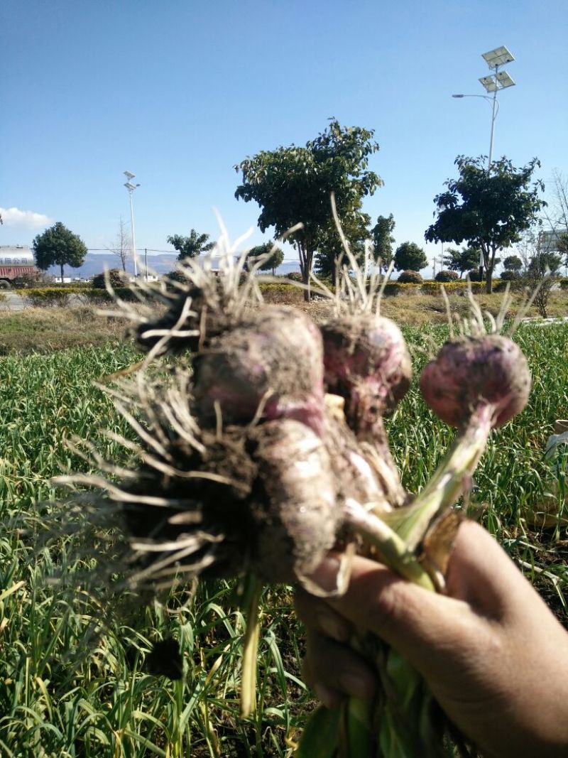 红蒜混级统货鲜蒜，百戶营，新知幼儿园