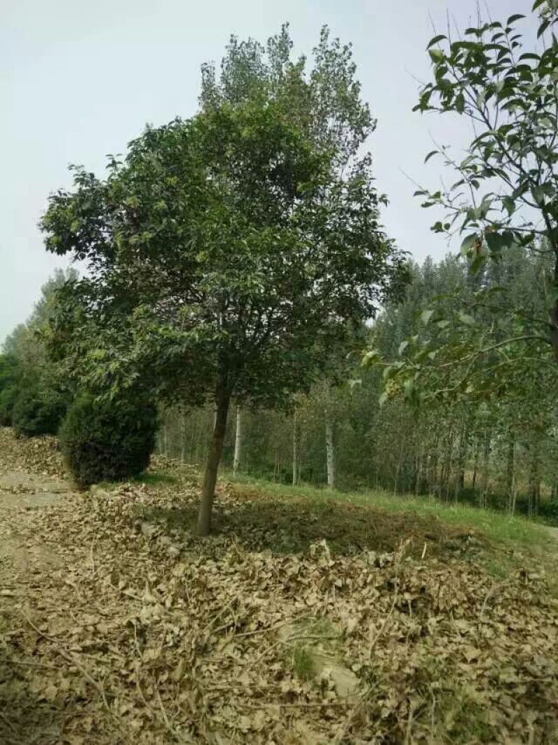 大叶女贞4cm以下