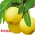 梨200~250g纸箱