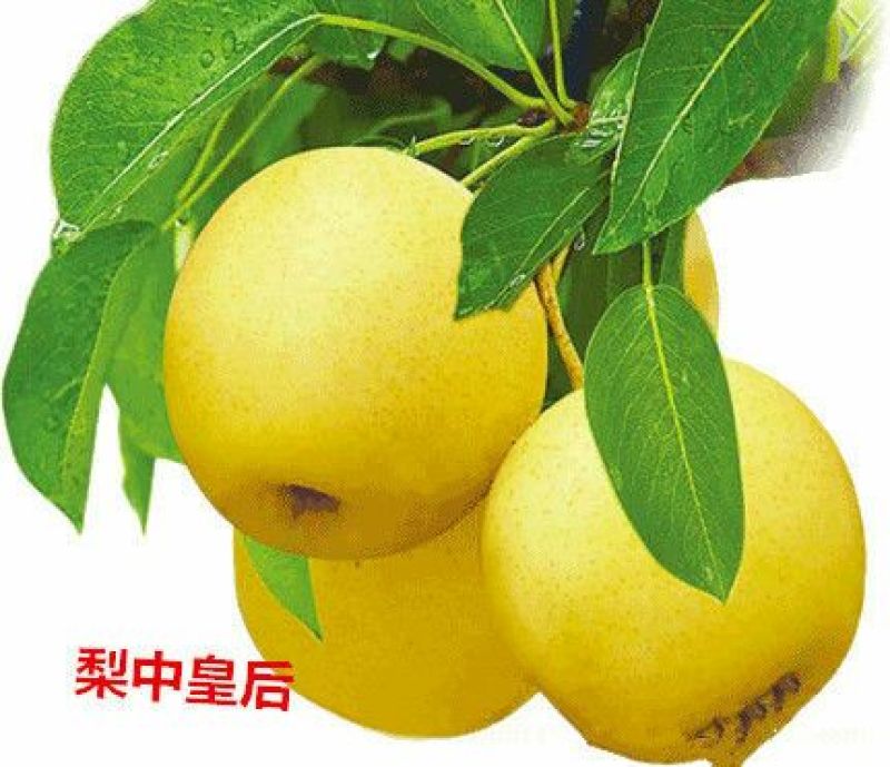 梨200~250g纸箱