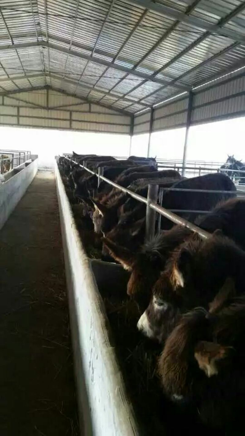 肉驴