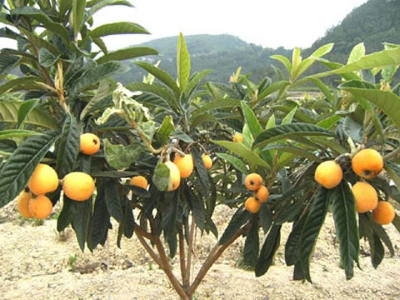 大五星枇杷树苗51~80cm