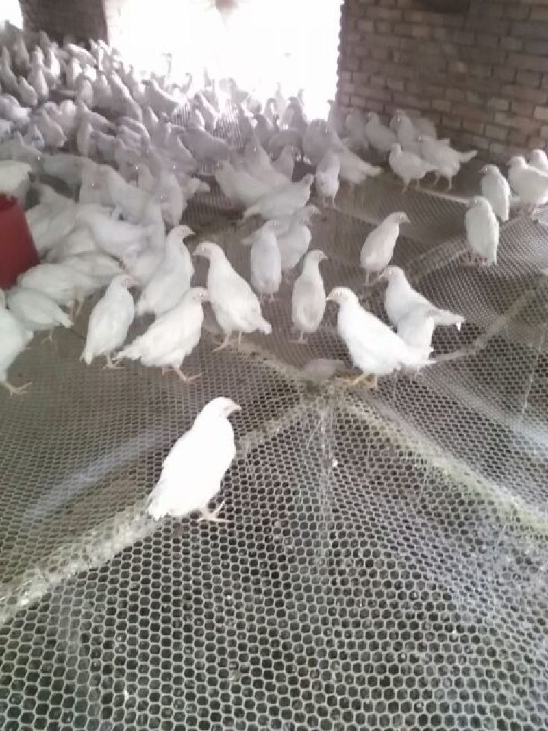 蛋鸡苗500克以上脱温苗