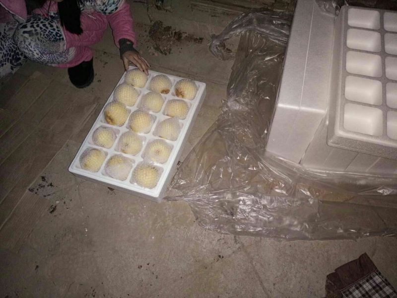 酥梨光果