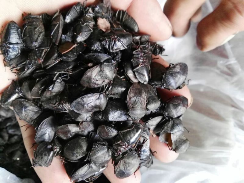 九香虫/打屁虫，椿香虫，货源充足欢迎订购