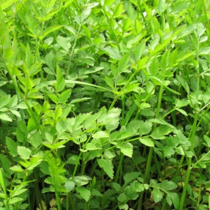 山东德州市禹城市美国西芹 55cm以上批发_15