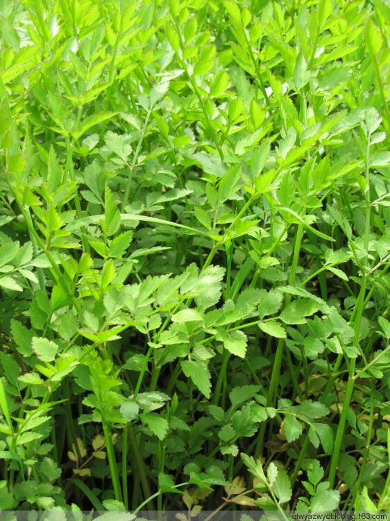 山东德州市禹城市美国西芹 55cm以上批发_15