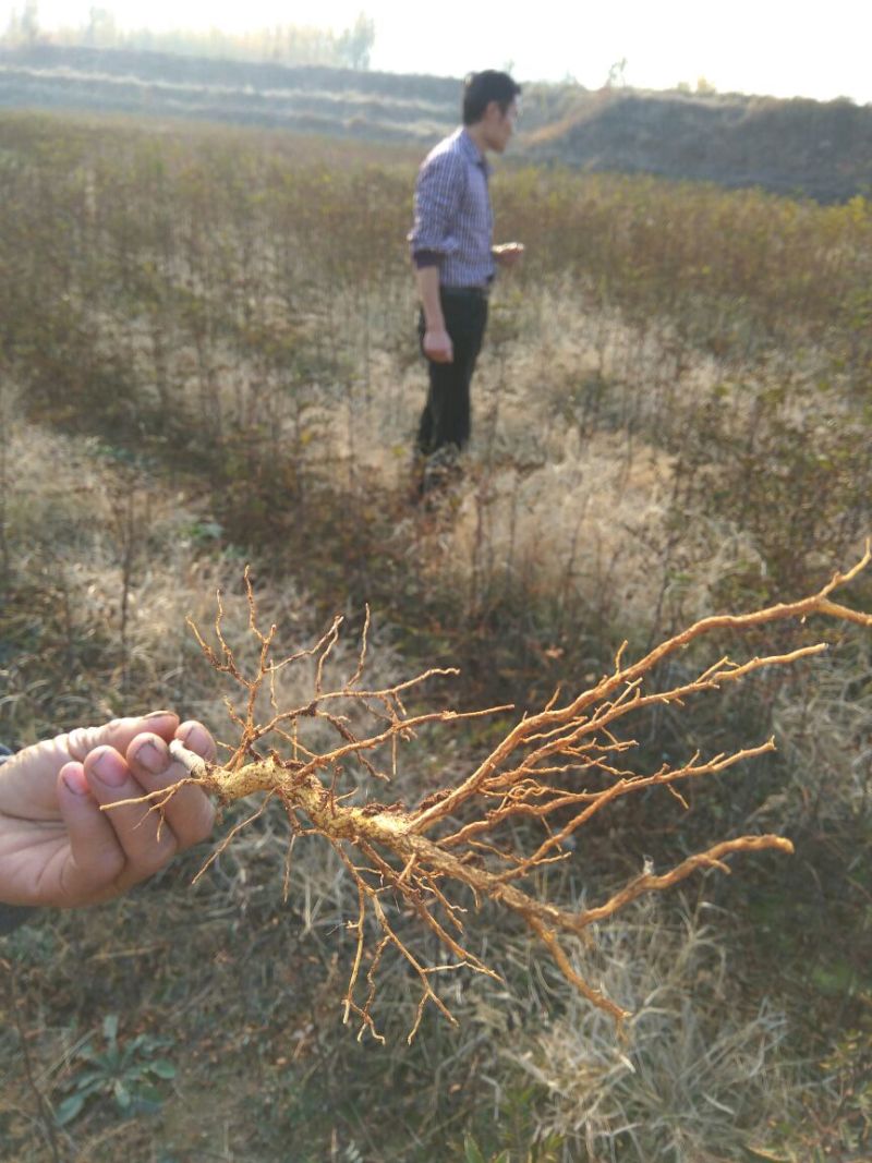 花椒苗大红袍花椒苗山东哪里有花椒苗花椒苗基地花椒苗批发