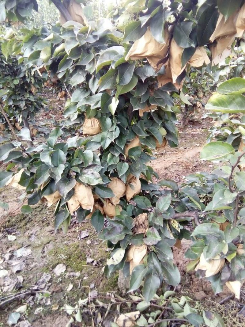 晚秋黄梨550~600g纸袋