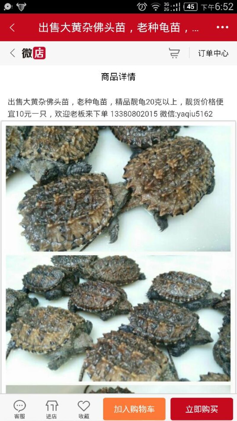 鳖