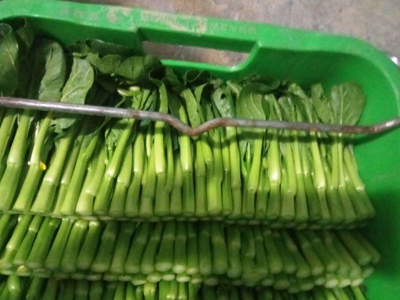 菜苔10~15厘米