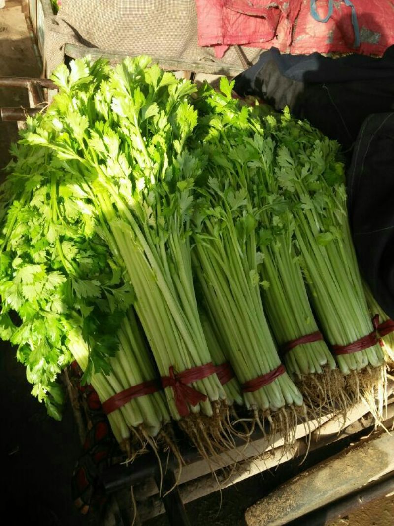 香芹，50里米以上，一手货源，量大货优，价格美丽