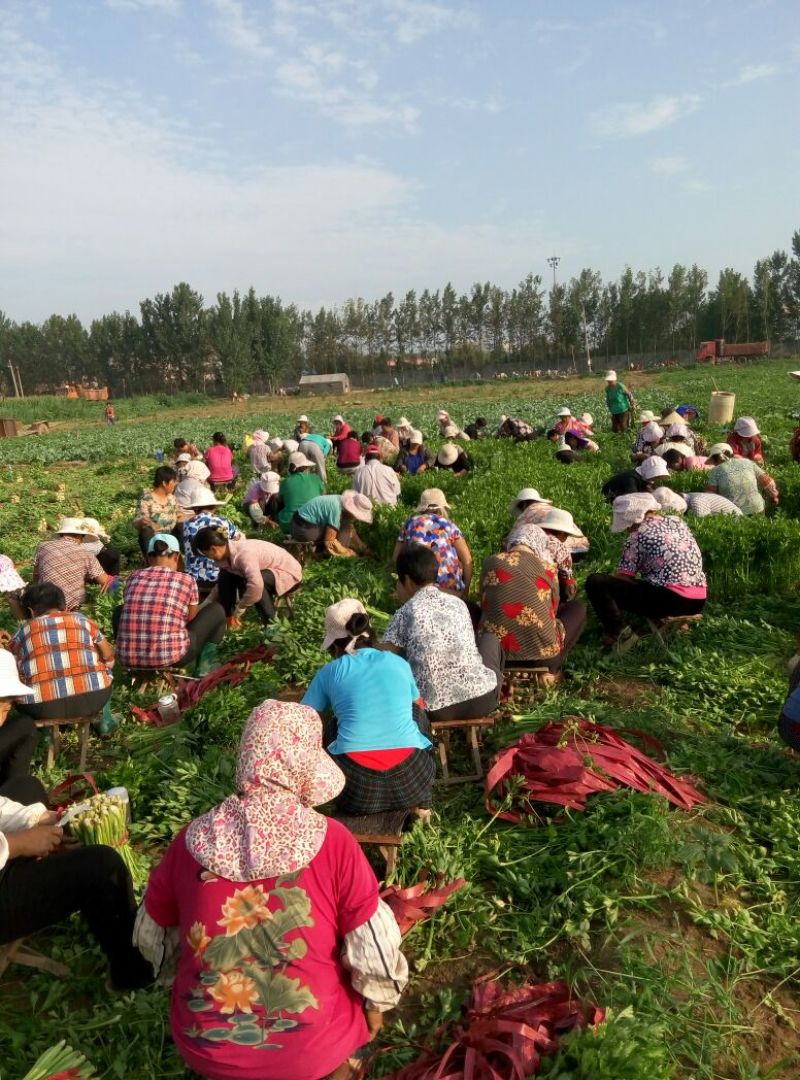 万亩芹菜基地，55cm以上可拔根，可打捆，质量好，供应