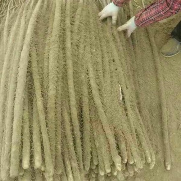 铁棍山药3~4厘米特级通货70~90厘米