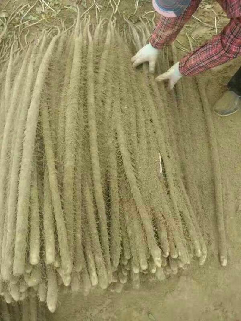铁棍山药3~4厘米特级通货70~90厘米