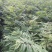 香椿苗80cm以上大棚