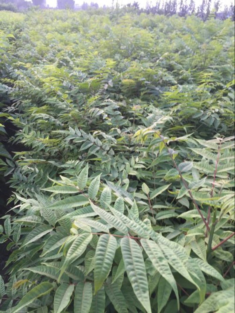 香椿苗80cm以上大棚