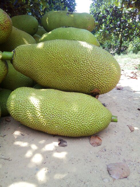 海南陵水县菠萝蜜 20公斤以上批发_陈海州供应