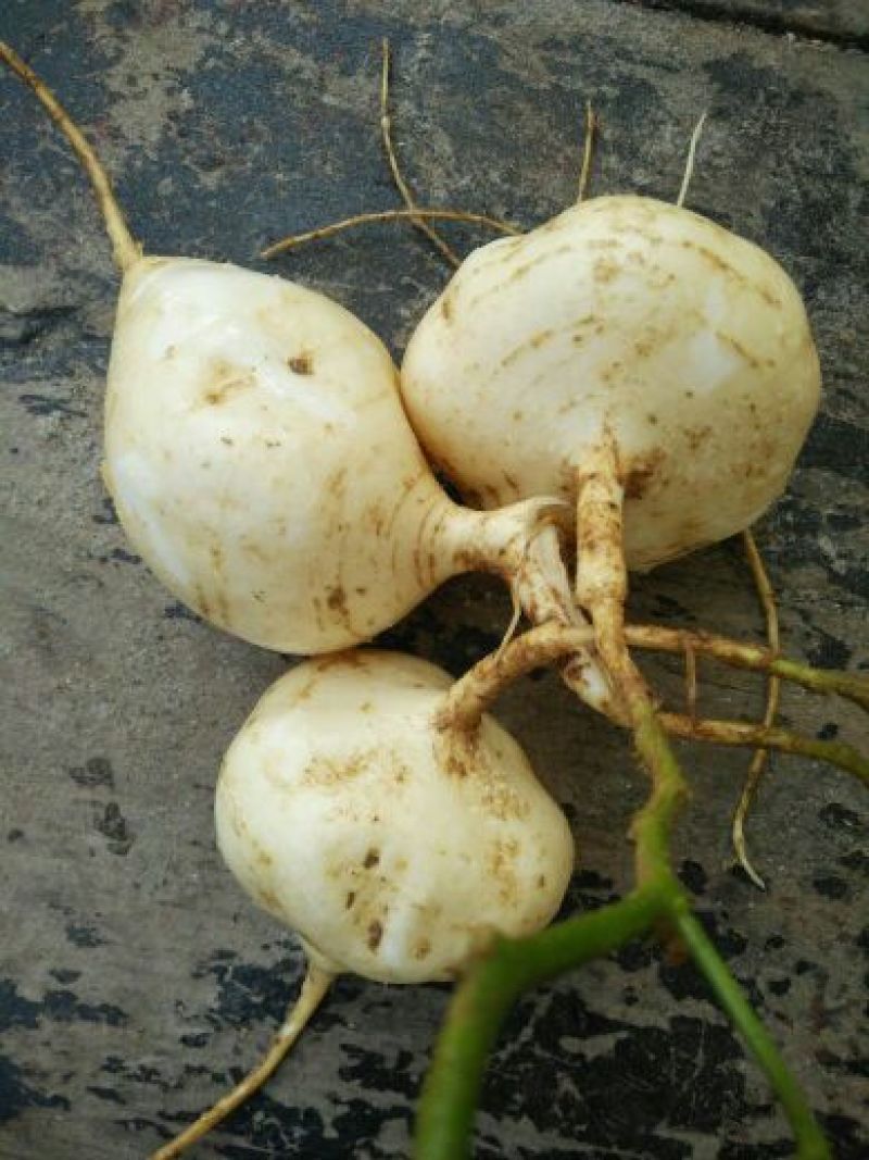 豆薯500g以下