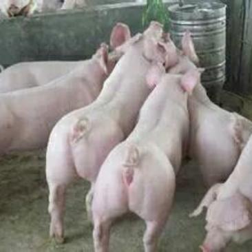 商品猪100~150公斤山东肥猪批发，肥猪价格