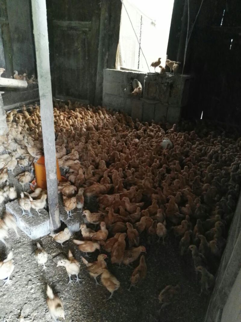 脱温鸡1斤以下