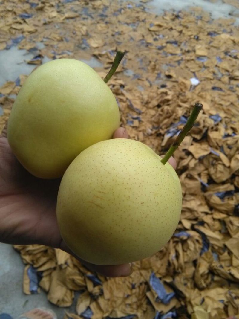 皇冠梨400~450g纸箱