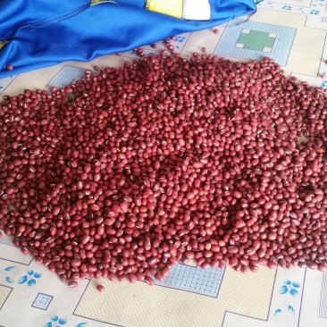 红小豆散装