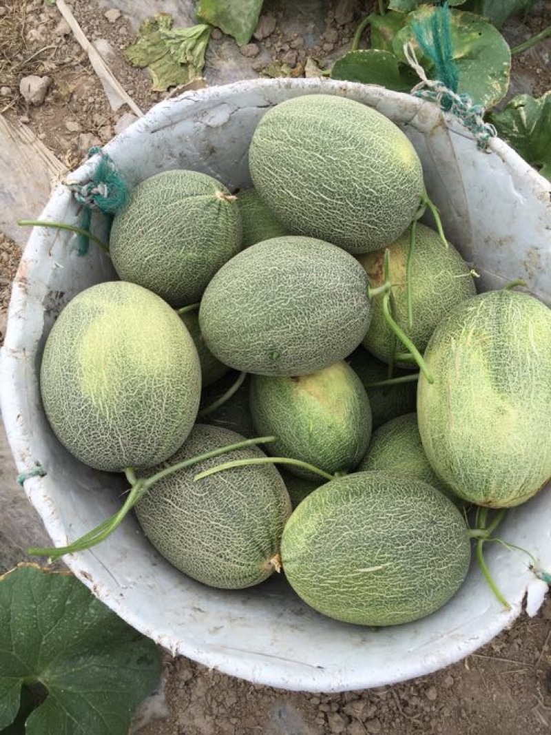 西州蜜瓜