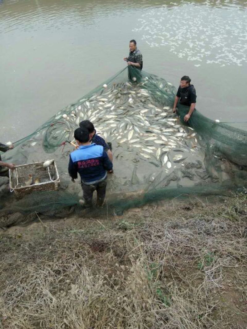 池鲤鱼食用2~3公斤