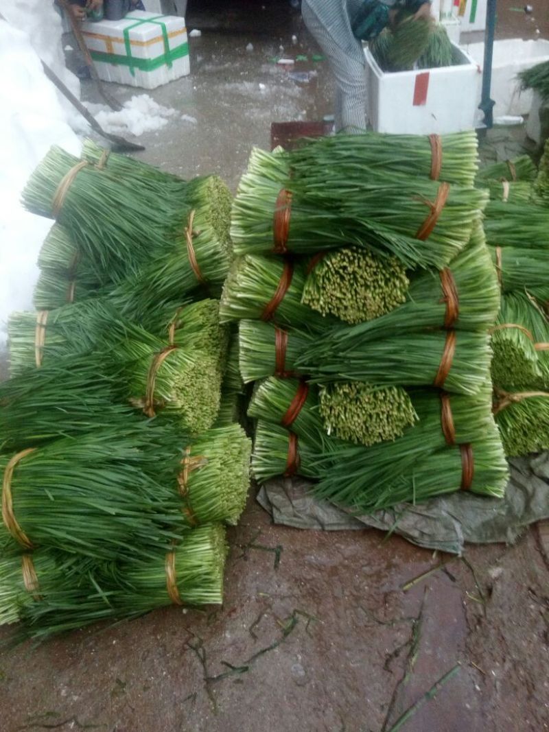 【优选】南宁良庆大叶韭菜大量上市中产地直发欢迎致电