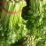 美国文图拉芹菜55cm以上