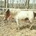 矮马100~200kg