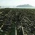 霞浦海带