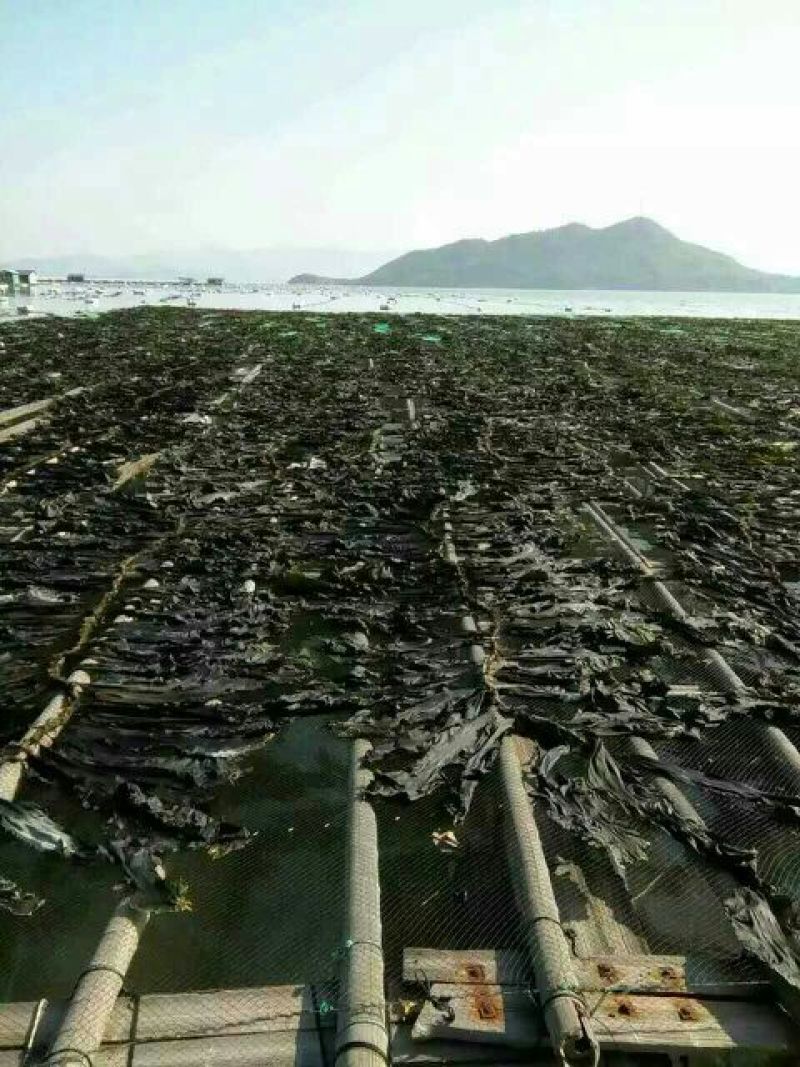 霞浦海带