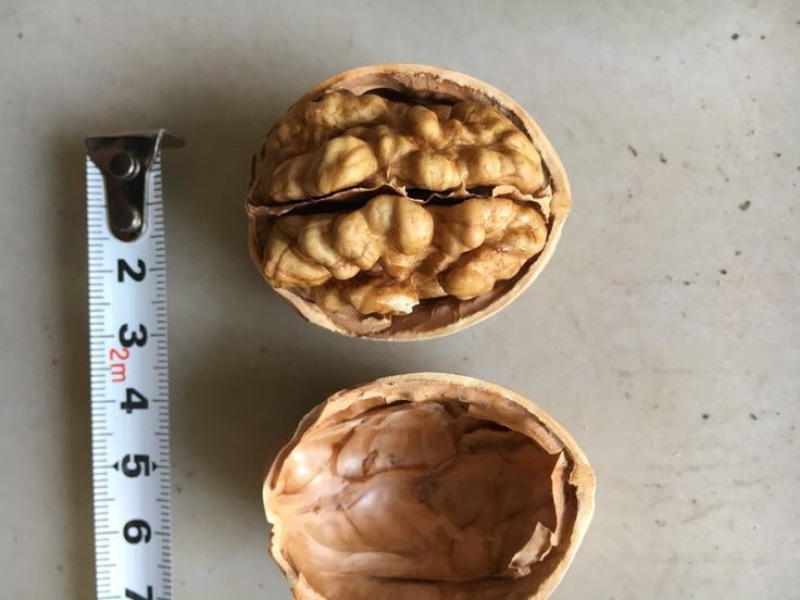 薄皮核桃