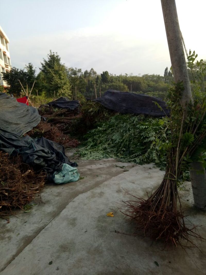 红油香椿树51~80cm