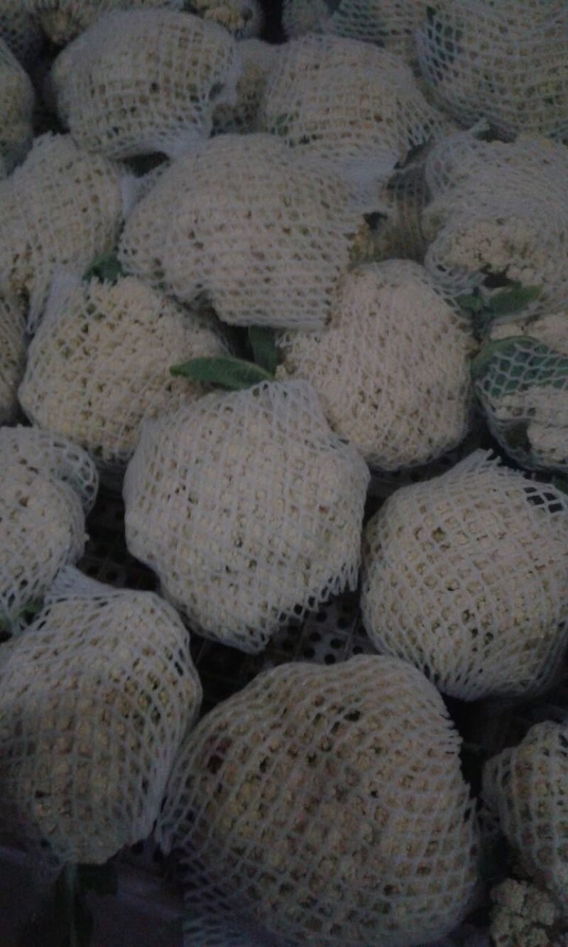 散花菜