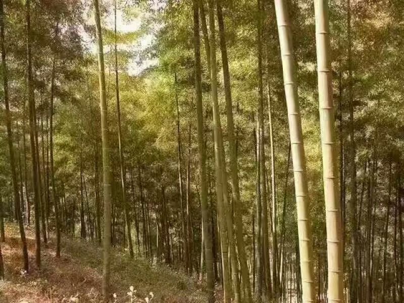 竹子13~14m